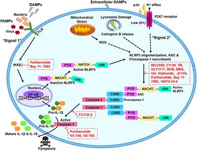 Pharmacological Inhibitors of the NLRP3 Inflammasome